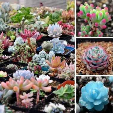 Kaktus Sukulen Grafting Sekulen Mini Tanaman Hias Hidup Mini Succulent Mix Random Hiasan Taman Dekor