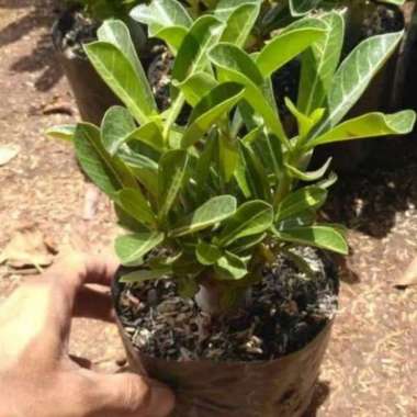 Tanaman Hias Adenium Bonsai//Adenium Bonsai