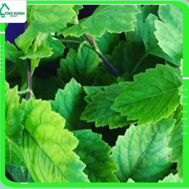 DAUN NILAM BUBUK 500 GRAM - Pogostemon Cablin - MURNI - JSR