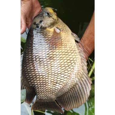 Ikan Gurame Hidup 1 kg