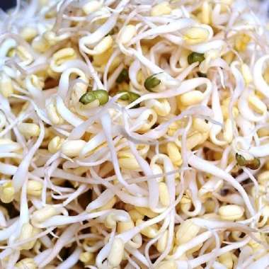 Tauge Fresh 250 gram