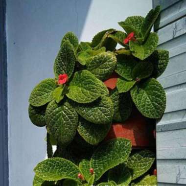 Tanaman Hias Episcia Cuprea Hijau | Tanaman hias rambat Merambat