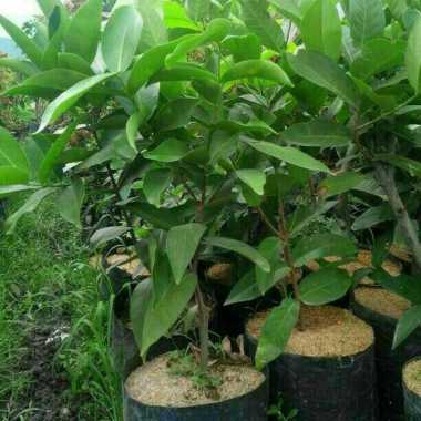 Bibit jambu Madu Sweet Deli Cepat Berbuah