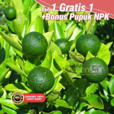 bibit Jeruk Kasturi sudah berbuah.