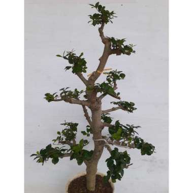 Bonsai Serut Dragon