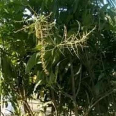 Pohon Mangga Lokmay Sudah Berbuah Tinggi 2 Meter Sudah Berbunga/buah