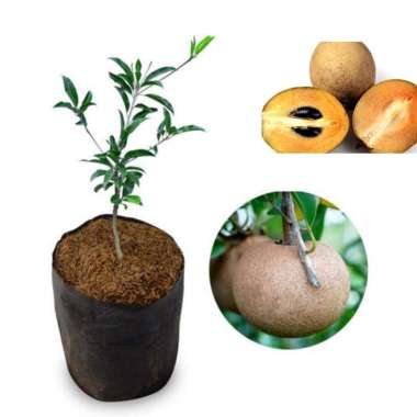 bibit sawo jumbo vietnam