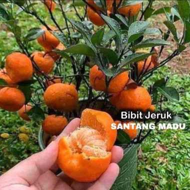Bibit jeruk santang madu | Tanaman Jeruk Manis Cepat Berbuah