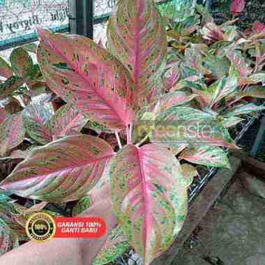 aglonema Red striptis Emerald | Redbrazil | monstera | calathea | sri rezeki | Remaja
