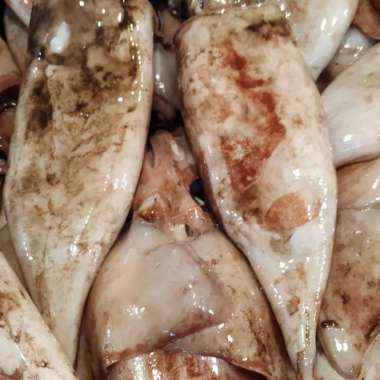 IKAN CUMI CILACAP SEGAR 1.0KG ISI 1-ekor / 2-ekor