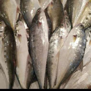 IKAN TALANG TALANG SEGAR 1kg