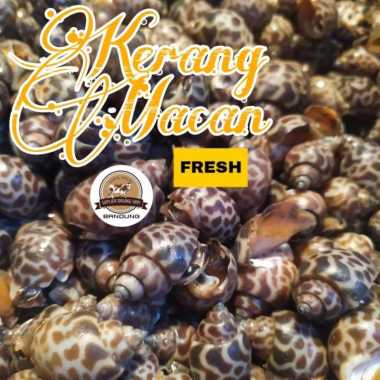 KERANG MACAN SEGAR 500gr