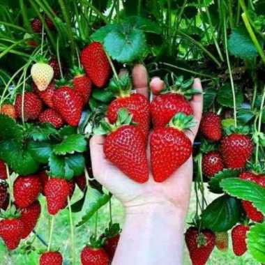 bibit tanaman buah strawberry jumbo