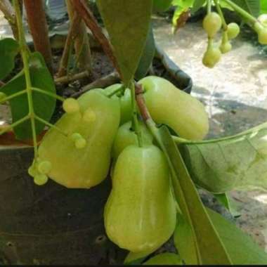 bibit pohon jambu delli madu siap berbunga tambulapot