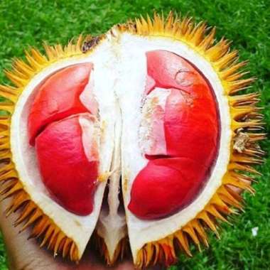 bibit durian merah kaki 3 asli unggul