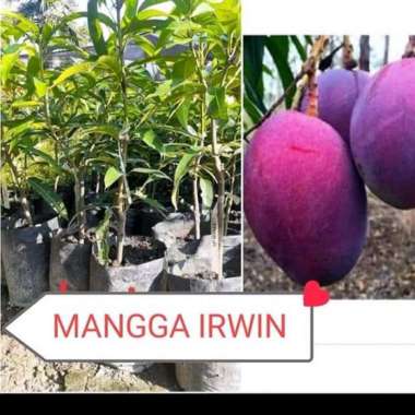 bibit buah mangga irwin super
