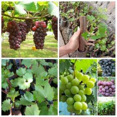 paket 4 bibit anggur lokal asli 4 macam anggur