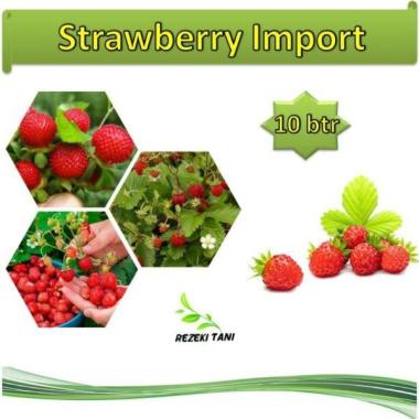 Jual Cap Panah Merah Bakulku Sawi Hijau Benih 350 Butir Murah