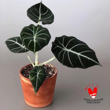 Jual Alocasia Online Harga Termurah Desember 2020 Blibli 21.07.2020 · why is alocasia cuprea called red secret? jual alocasia online harga termurah