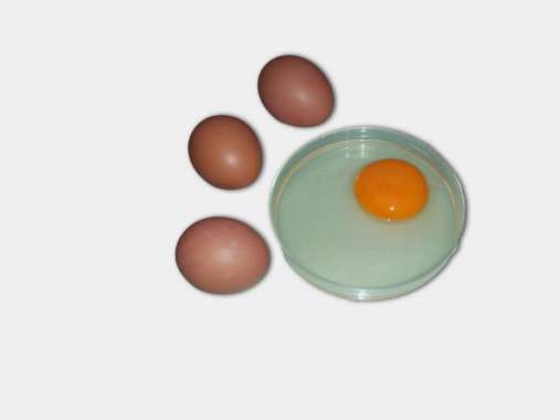 Rumah Telur Telur Ayam Negeri Omega [Perkilo]