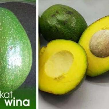 Bibit Alpukat Wina