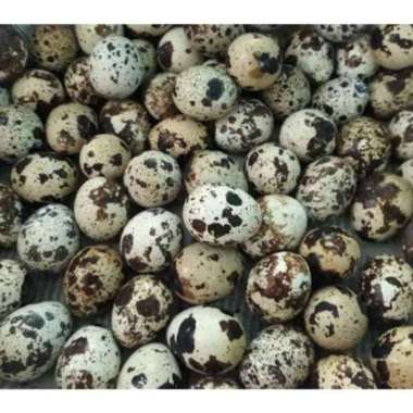 Harga Telur Burung Puyuh Jual Telor Burung Original Murah - Harga Diskon Desember 2022 | Blibli.com