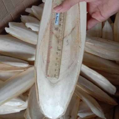 Tulang Sotong ukuran besar putih bersih kering