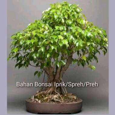 Bibit Tanaman Hias Bahan Bonsai Iprik Spreh Preh Murah Berkualitas Siap Tanam Ukuran Sedang