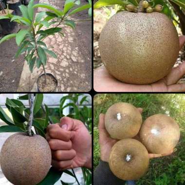 Jual Kebun Bibit Duku Tanpa Biji Bibit Tanaman 60 Cm Online Juli