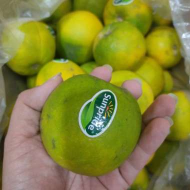 Buah Jeruk Baby Java Sunpride