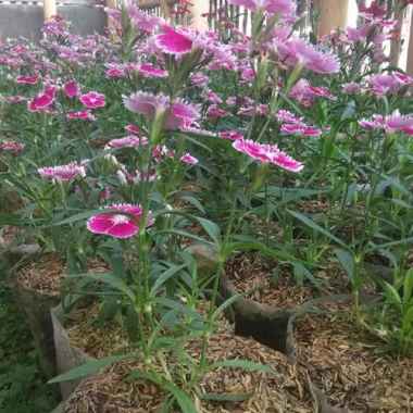 Tanaman Dianthus / Anyelir