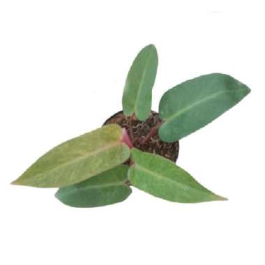 Tanaman Hias Daun Philodendron Tricolor