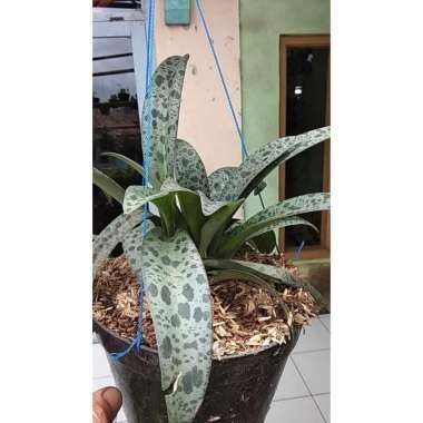 Tanaman Lidah Katak Hijau