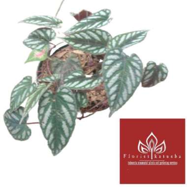 Tanaman Sirih Mahkota - Sirih Keraton