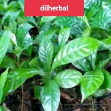 bibit kopi Arabika sepur perbibit