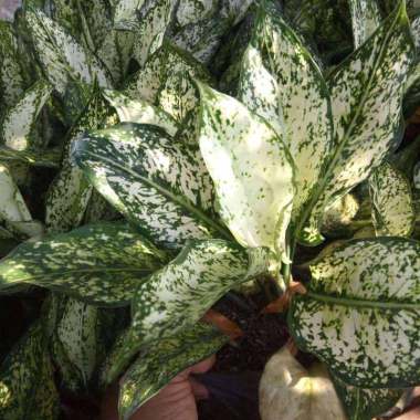 tanaman aglonema snow wate