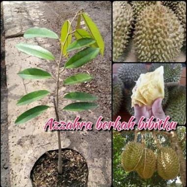 Azzahra berkah bibitku bibit tanaman buah durian bawor super Indonesia