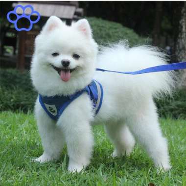 Jual Paw Pet Pet Bowl Gerabah Untuk Kelinci Kucing Anjing Anti Slip Online Desember 2020 Blibli