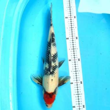 Ikan koi tancho tanco showa 45cm body bulky high quality