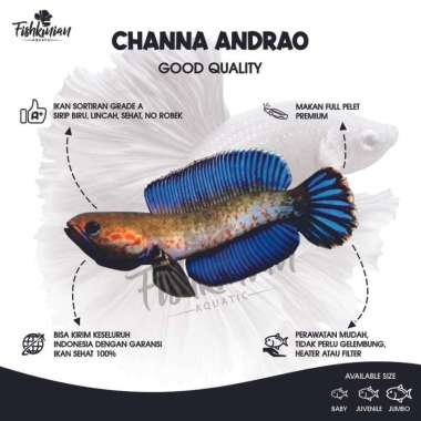 Ikan Channa Andrao GRADE A 4-6 cm