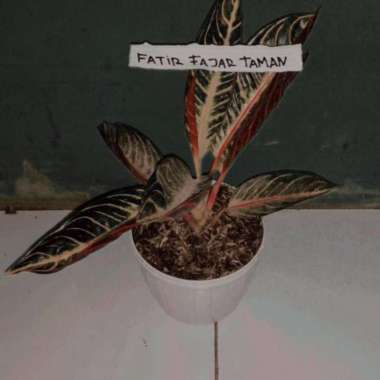Induk tanaman aglonema pride of sumatra - Aglo red sumatra -