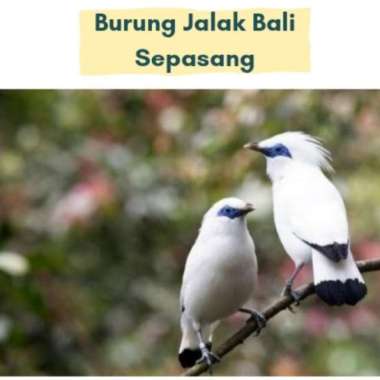 Burung Jalak Bali Remaja sepasang