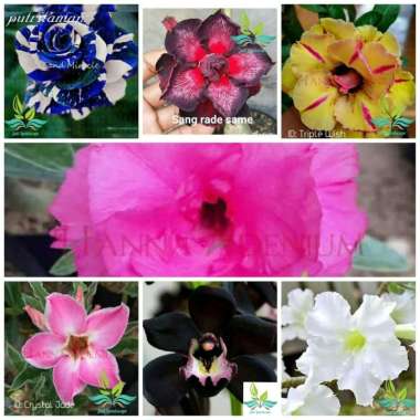 Paket 7 Tanaman Hias Bibit Bunga Kamboja Adenium Bunga Tumpuk --