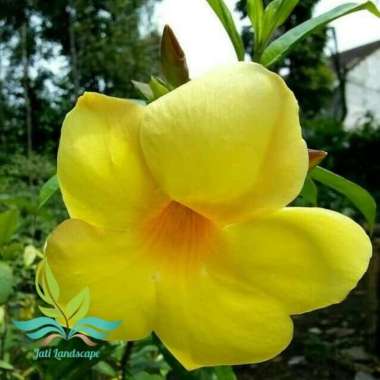 Tanaman Hias Bunga Alamanda Kuning --