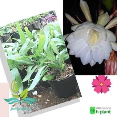 bibit bunga wijaya kusuma --