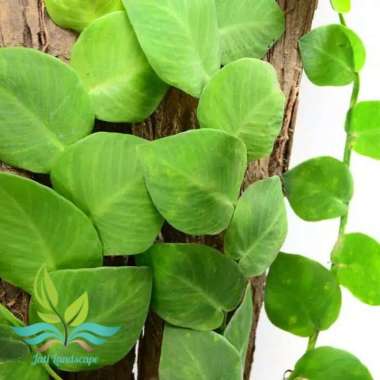 tanaman hias dolar rambat daun besar-thenue --
