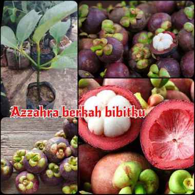 Azzahra berkah bibitku tanaman buah manggis bali