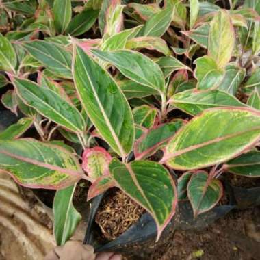 Tanaman Aglaonema Lipstik Pink