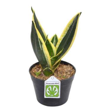 Tanaman Sansevieria Pagoda