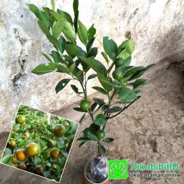 Tanaman Buah Jeruk Kasturi ( Berbuah )